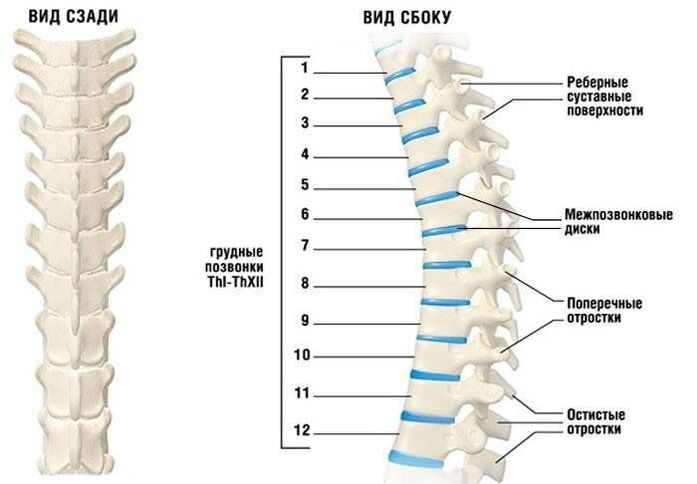 Ostéochondrose cervicale